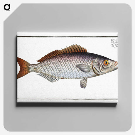 2-73_Ichtyologie-ou-Histoire-naturelle_canvas