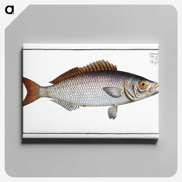2-73_Ichtyologie-ou-Histoire-naturelle_canvas