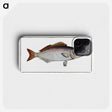 2-73_Ichtyologie-ou-Histoire-naturelle_phone