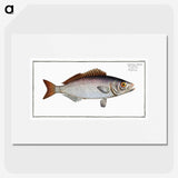 2-73_Ichtyologie-ou-Histoire-naturelle_picture