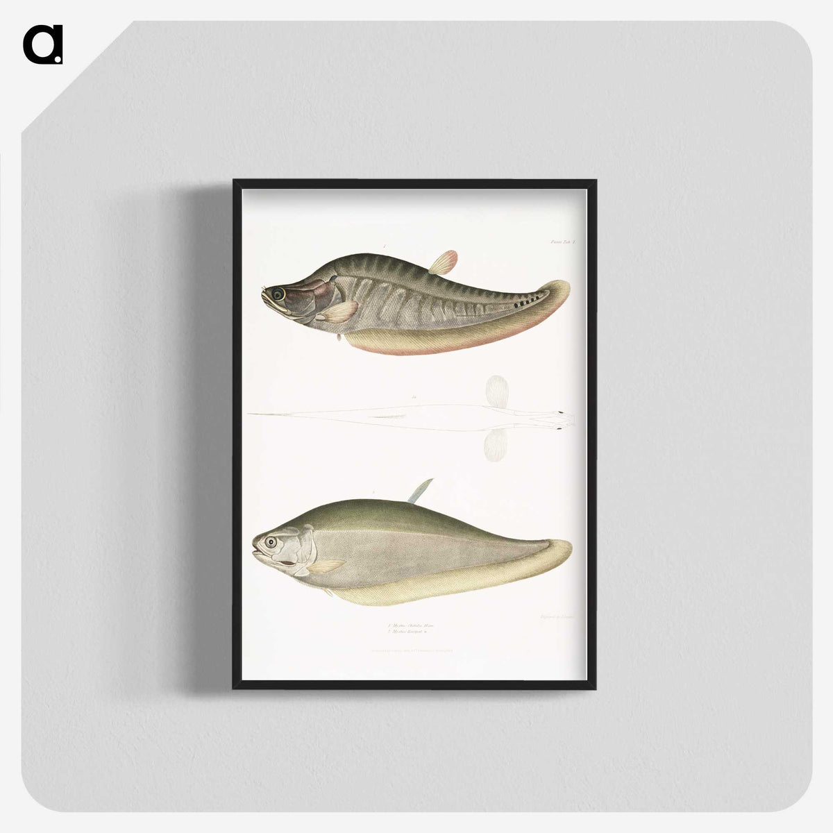 2-73_Indian-Zoology_blk-crop