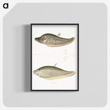 2-73_Indian-Zoology_blk-crop