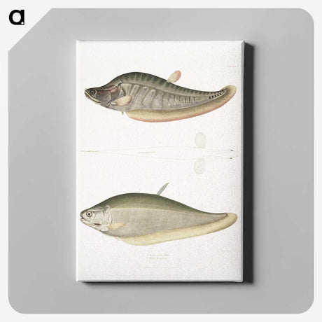 2-73_Indian-Zoology_canvas