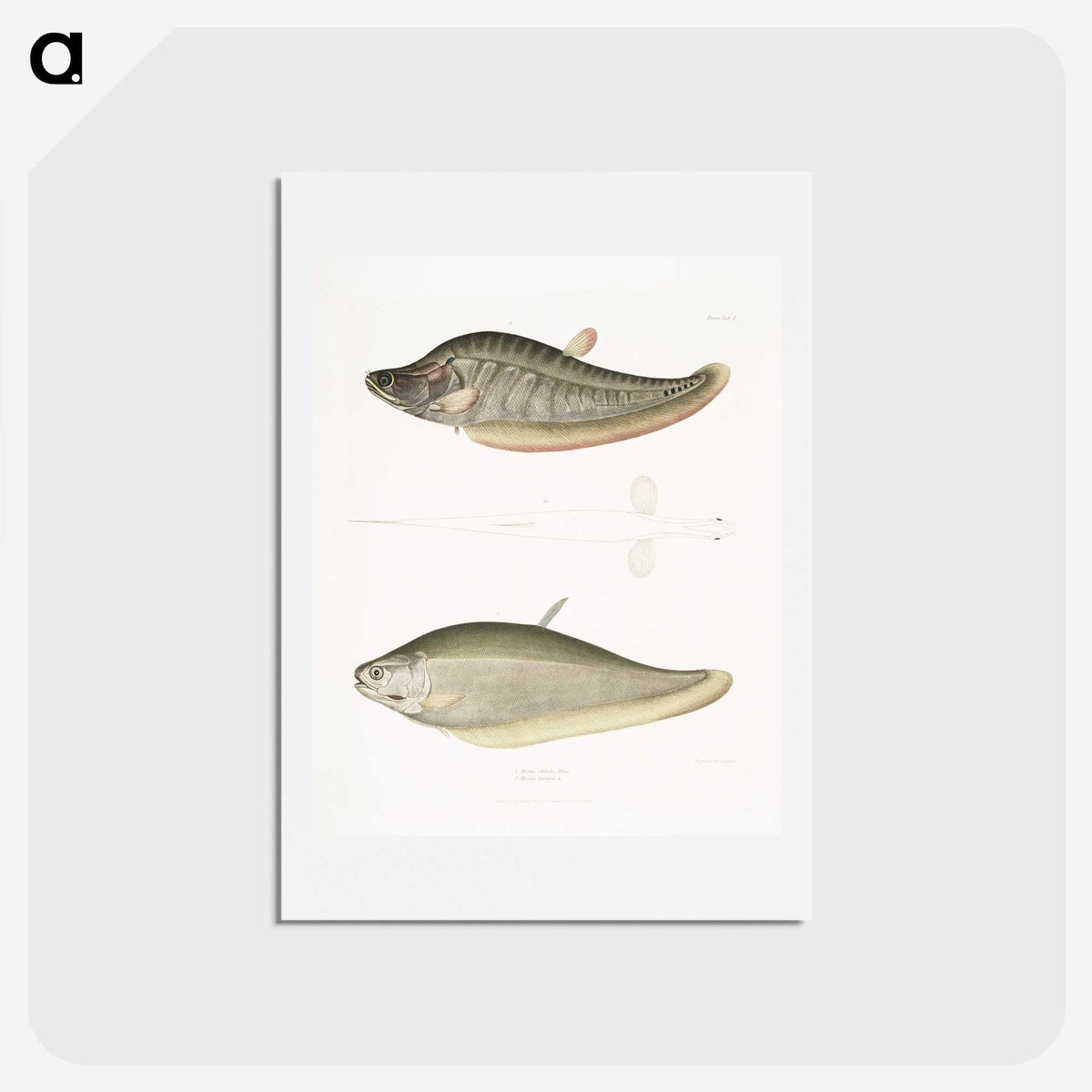 2-73_Indian-Zoology_hagaki
