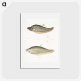 2-73_Indian-Zoology_hagaki