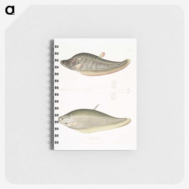 2-73_Indian-Zoology_memo