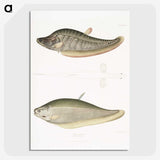 2-73_Indian-Zoology_picture-crop