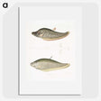2-73_Indian-Zoology_picture