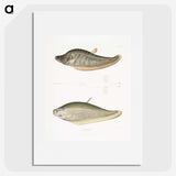 2-73_Indian-Zoology_picture