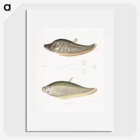 2-73_Indian-Zoology_picture