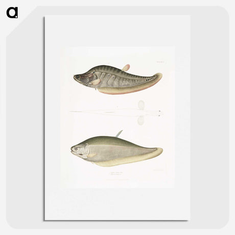 2-73_Indian-Zoology_picture