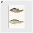 2-73_Indian-Zoology_postcard