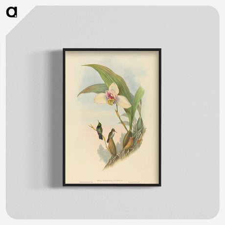 2-73_John-Gould_blk-crop