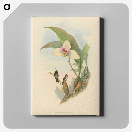 2-73_John-Gould_canvas