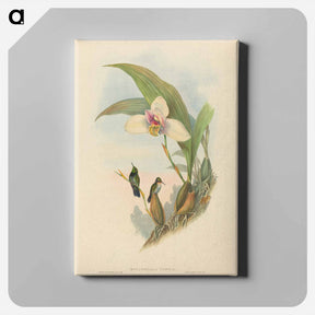 アートパネル-Abeille's Hummingbird
 - ジョン グールド Canvas.