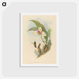 アートポストカード-Abeille's Hummingbird
 - ジョン グールド Postcard.