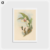 アートポストカード-Abeille's Hummingbird
 - ジョン グールド Postcard.