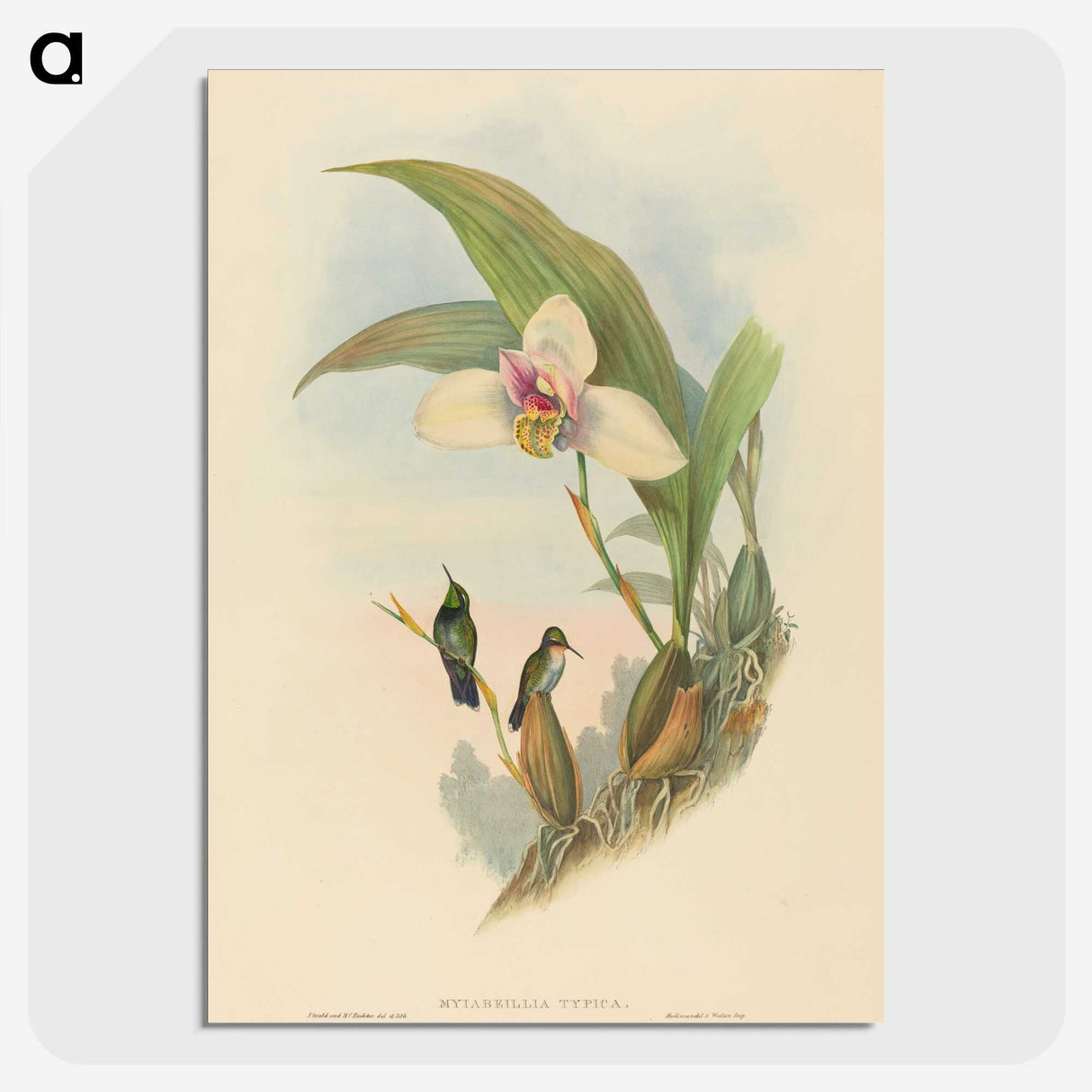 2-73_John-Gould_picture-crop