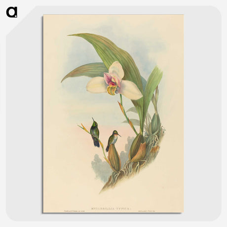 2-73_John-Gould_picture-crop