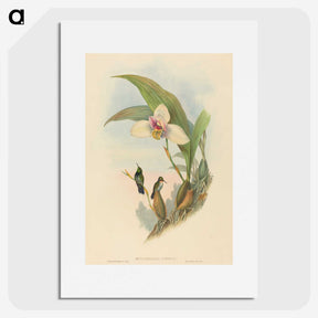 2-73_John-Gould_picture
