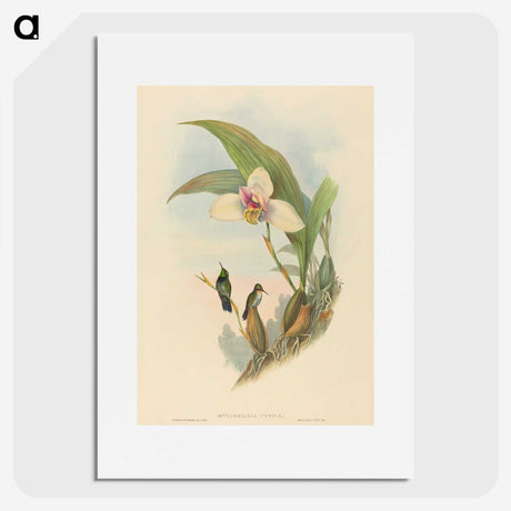 2-73_John-Gould_picture