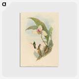 アートポストカード-Abeille's Hummingbird
 - ジョン グールド Postcard.