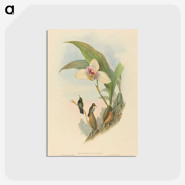 2-73_John-Gould_postcard