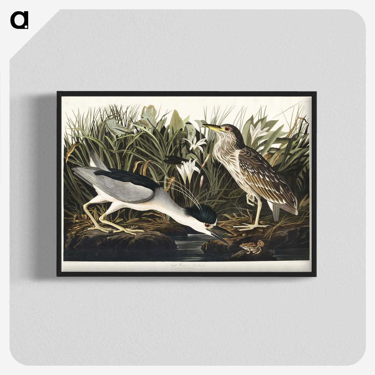 2-73_John-James-Audubon_blk-crop