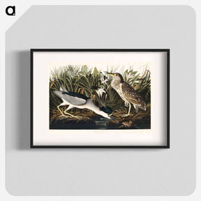アートポスター-Night Heron
 - ジョン ジェームス オーデュボン Poster.