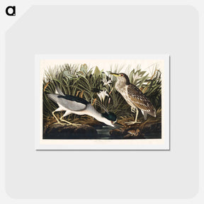 アートポストカード-Night Heron
 - ジョン ジェームス オーデュボン Postcard.
