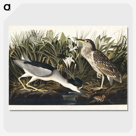 2-73_John-James-Audubon_picture-crop