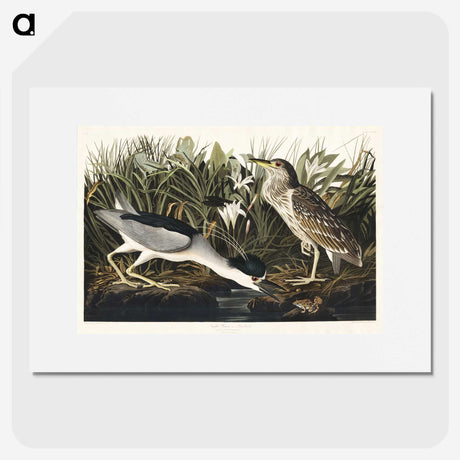 2-73_John-James-Audubon_picture