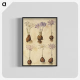 2-73_Maria-Sibylla-Merian_blk-crop
