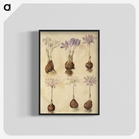 2-73_Maria-Sibylla-Merian_blk-crop