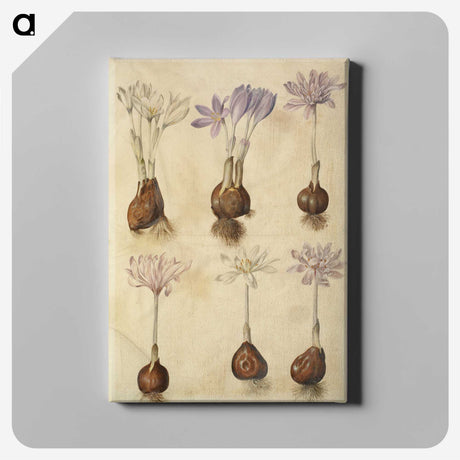2-73_Maria-Sibylla-Merian_canvas