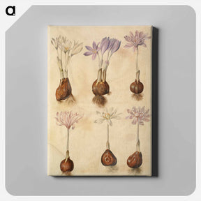 アートパネル-Colchicum autumnale
 - マリア ジビーラ メーリアン Canvas.