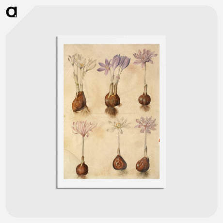 アートポストカード-Colchicum autumnale
 - マリア ジビーラ メーリアン Postcard.