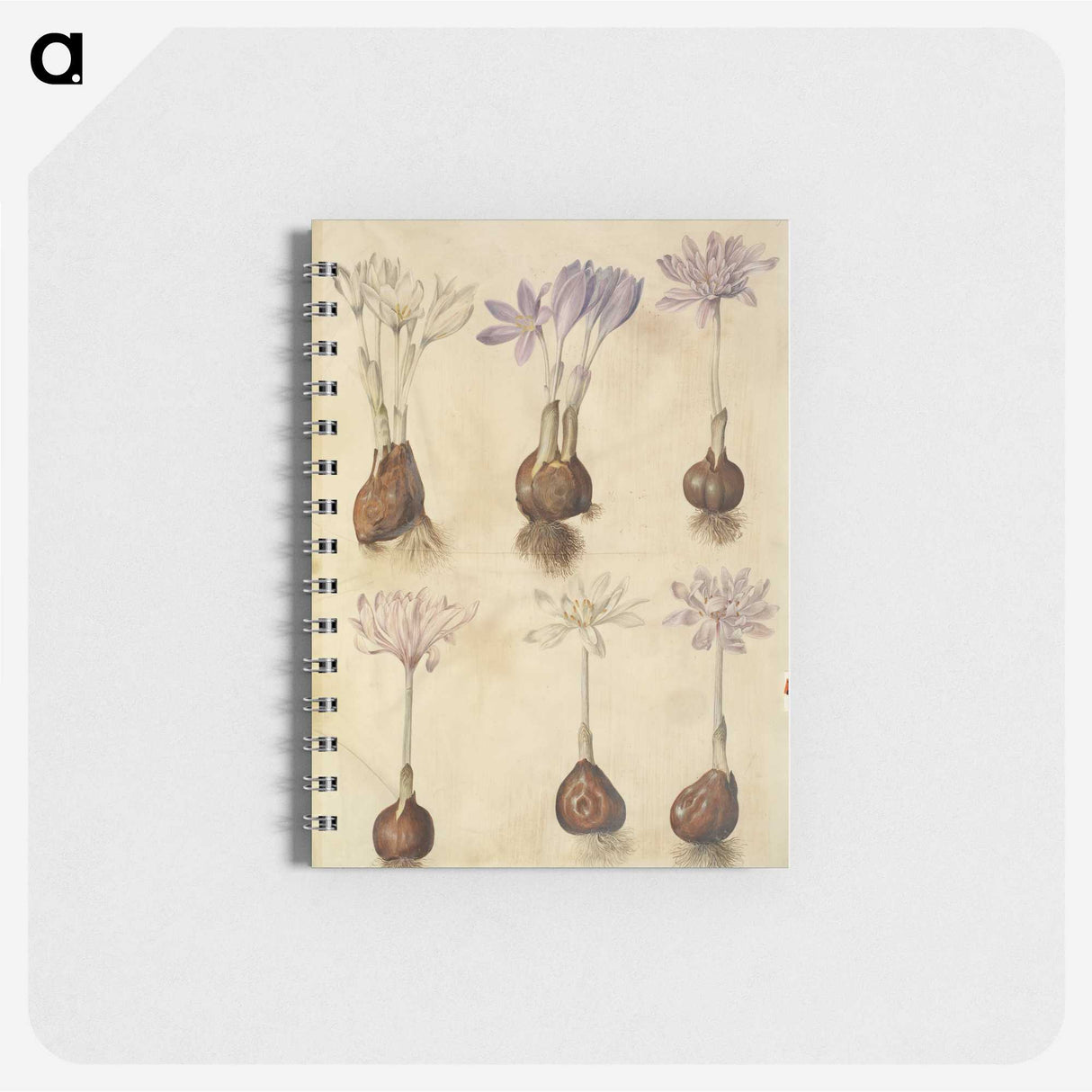 2-73_Maria-Sibylla-Merian_memo