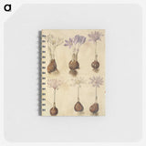 2-73_Maria-Sibylla-Merian_memo