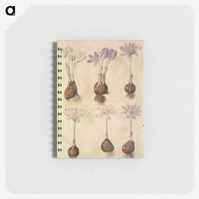 2-73_Maria-Sibylla-Merian_memo