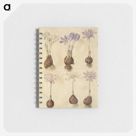 2-73_Maria-Sibylla-Merian_memo