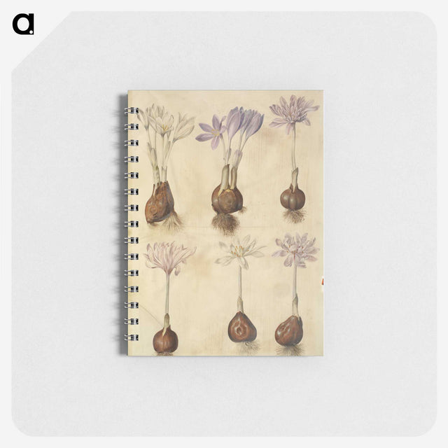 2-73_Maria-Sibylla-Merian_memo