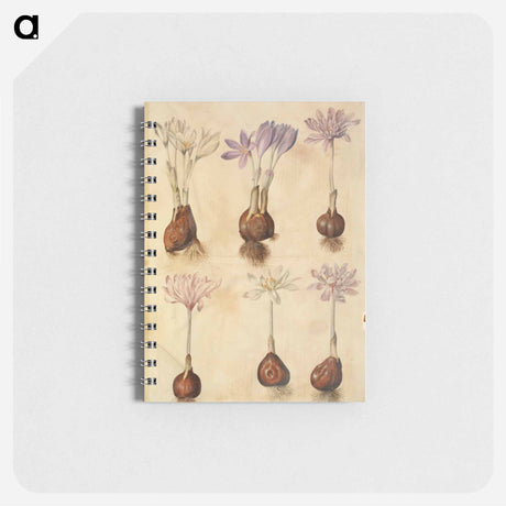 アートメモ帳-Colchicum autumnale
 - マリア ジビーラ メーリアン Memo.