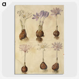 2-73_Maria-Sibylla-Merian_picture-crop