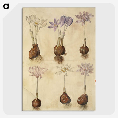 2-73_Maria-Sibylla-Merian_picture-crop