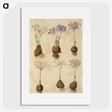 2-73_Maria-Sibylla-Merian_picture