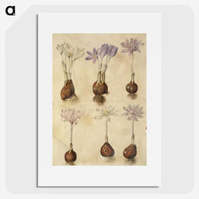 2-73_Maria-Sibylla-Merian_picture