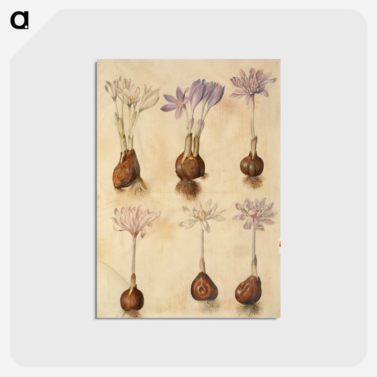 アートポストカード-Colchicum autumnale
 - マリア ジビーラ メーリアン Postcard.
