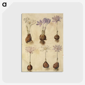2-73_Maria-Sibylla-Merian_postcard