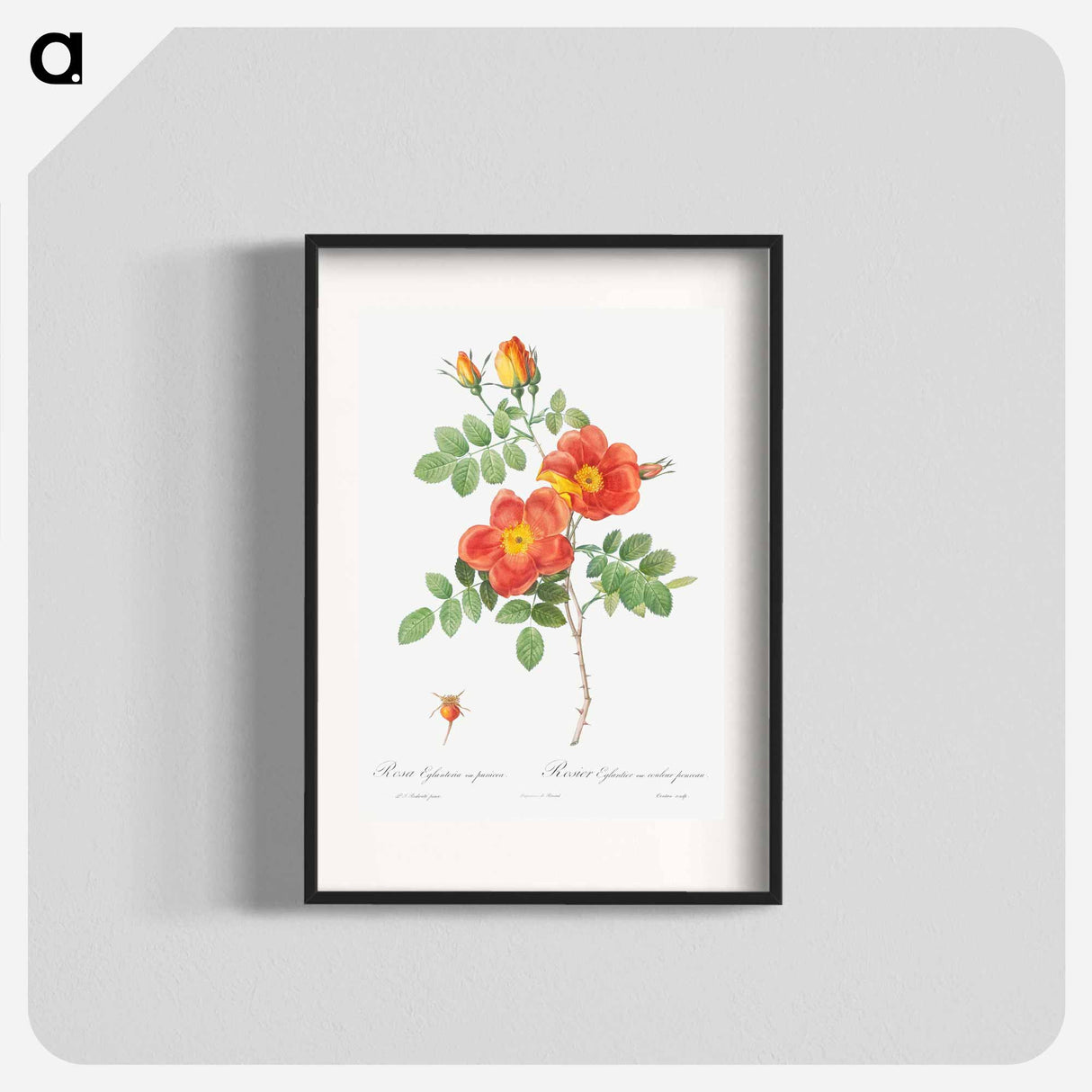 Austrian Copper Rose - Pierre Joseph Redouté Poster.